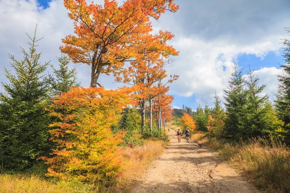 Park Krajobrazowy Beskidu Śląskiego