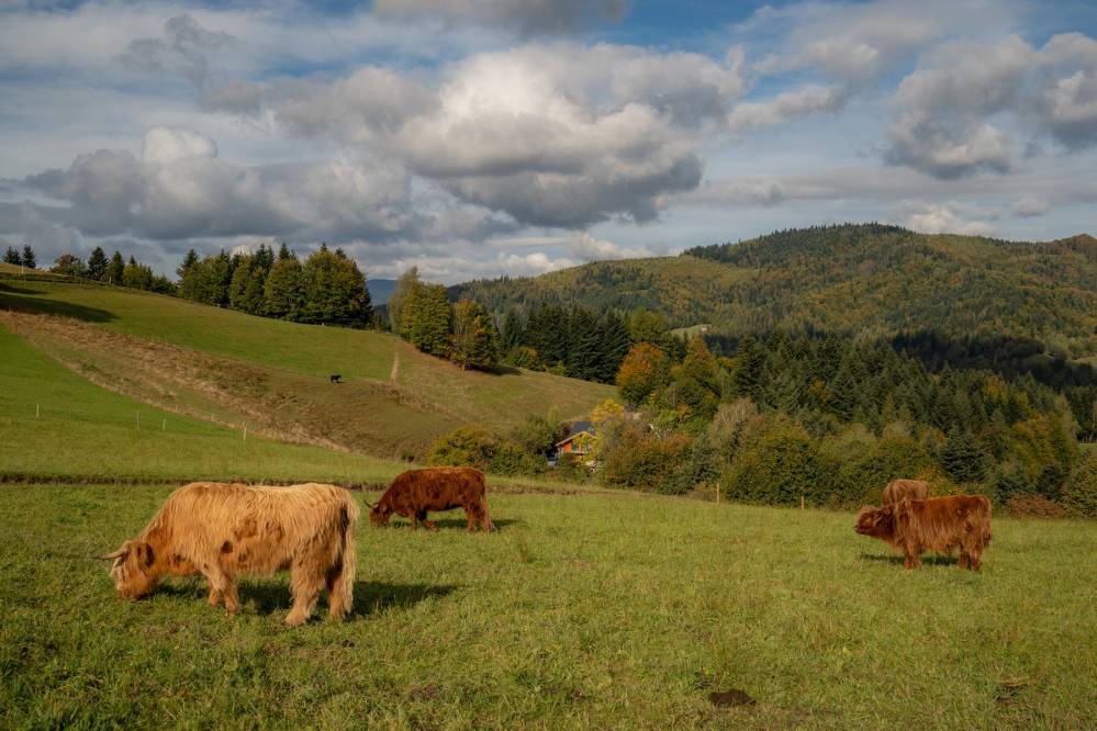 Trasa piesza w Beskidzie Śląskim pętla z Wisły Cieńków przez Baranią Górę i Dolinę Białej Wisełki 2