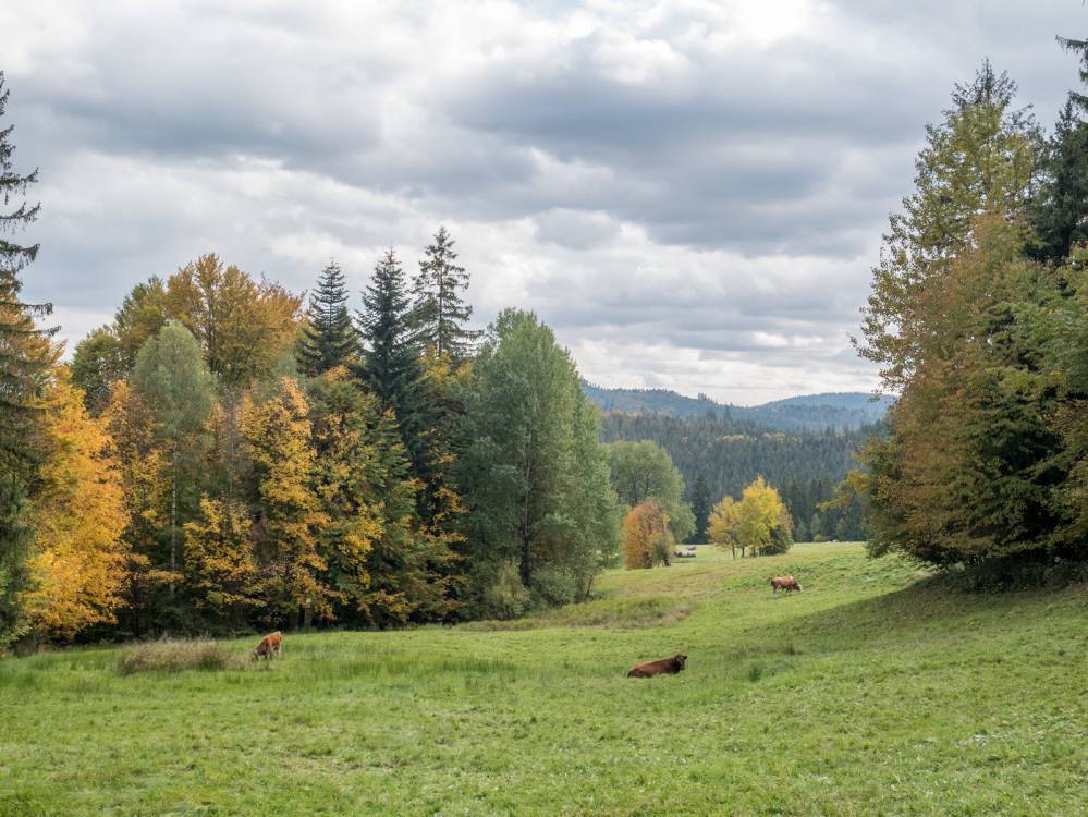 Zielony szlak rowerowy Kamesznica - Laliki